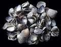 Baby purple cay cay shell singles 1" or less sold by the 1/4 LBS  22826