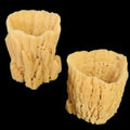 Tropical Seas Vase Sponges measuring 9 to 10" Sold Each   61426