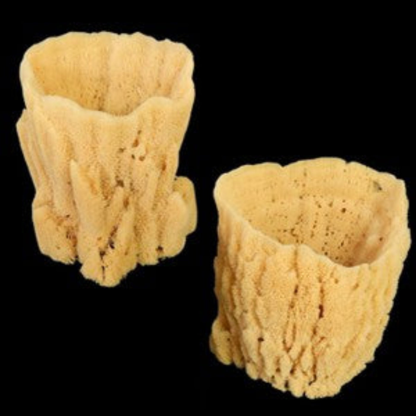 Tropical Seas Vase Sponges measuring 8 to 9" Sold Each    61426