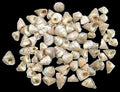Venetian Pearl 1/4" or Less Shells Sold By The 1/4 LBS ####