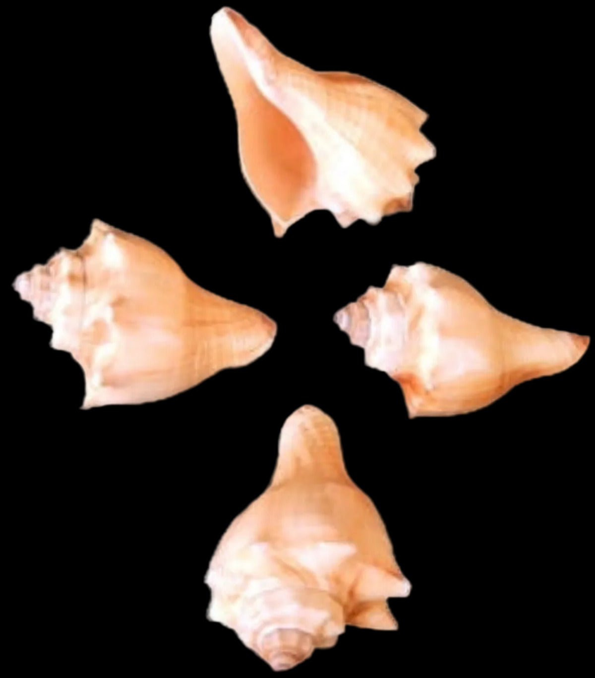 Vole 2 to 4" Shells Sold Each  ####