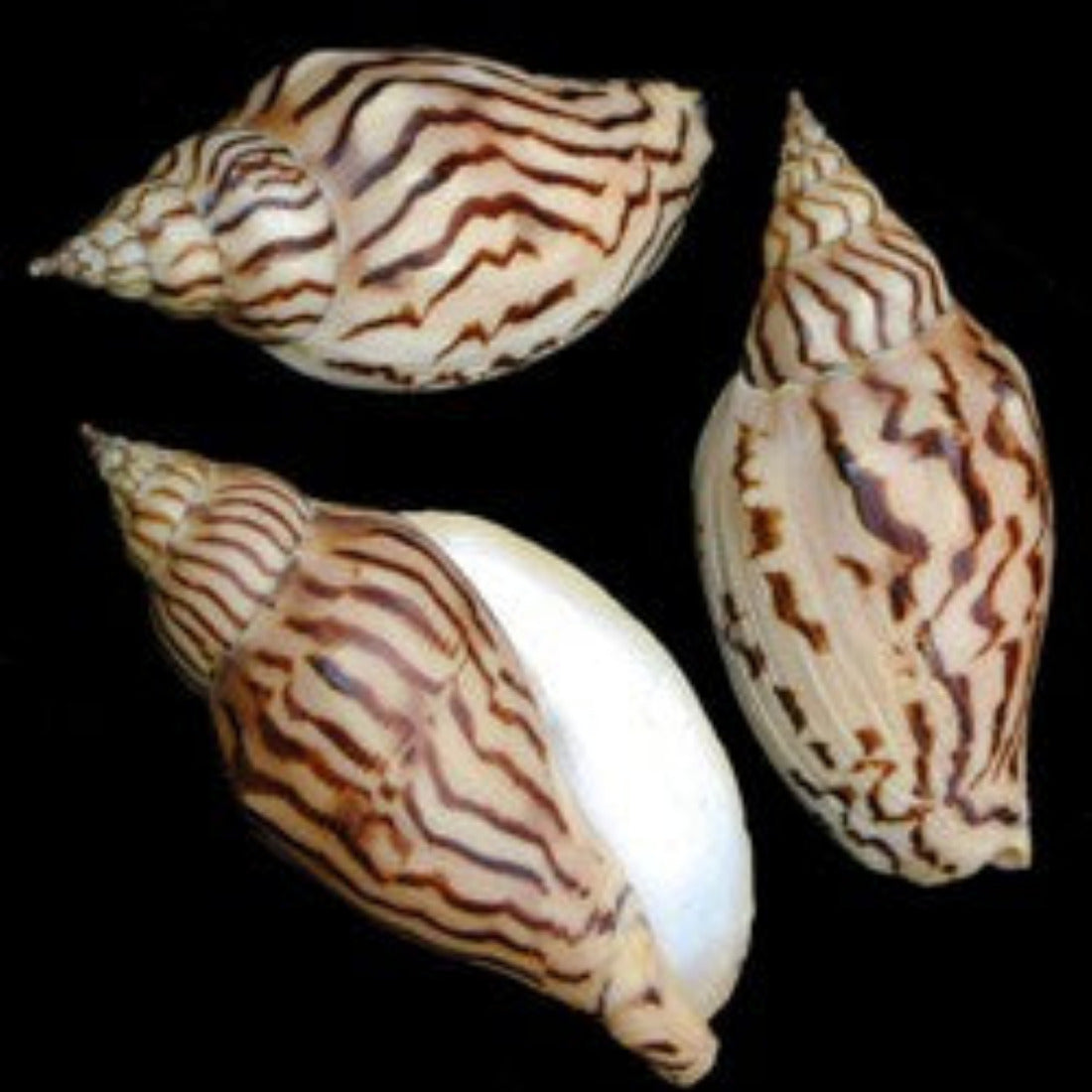 VOLUTE SHELLS – shells-from-the-dawn-of-aquarius