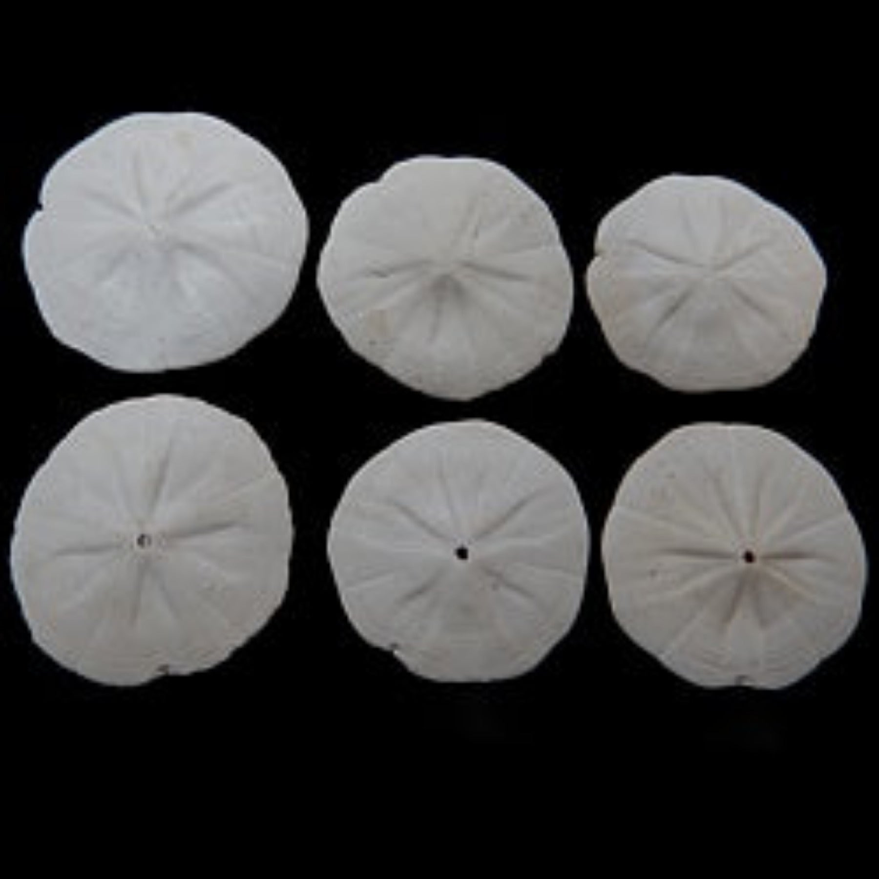 Sand Dollars (Flower)  2 to 2 1/2"  Sold Each