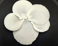 White Moon Shells measuring 2 to 3" Sold Each      41726