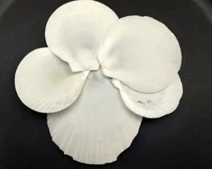 White Moon Shells measuring 2 to 3" Sold Each      41726
