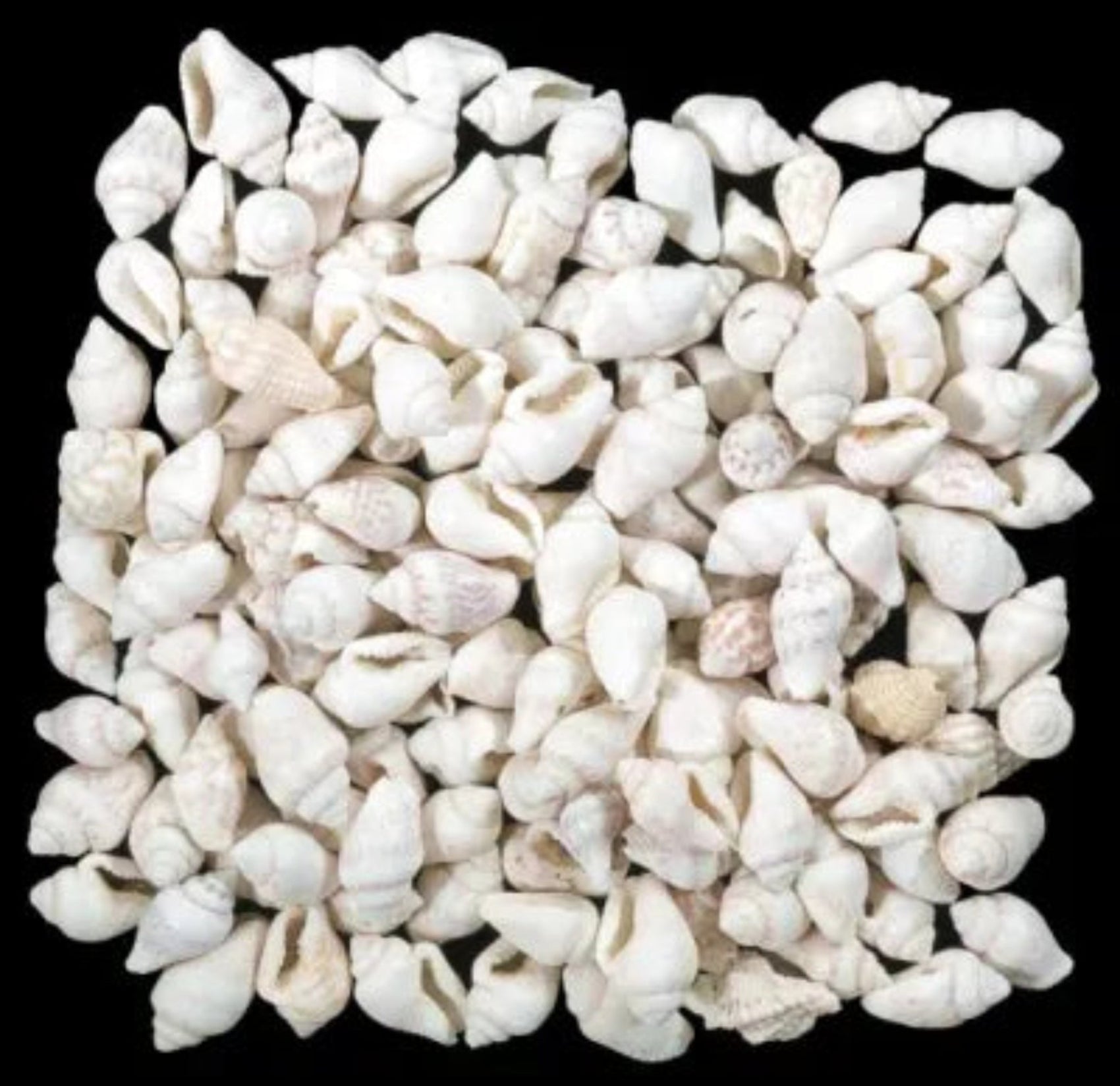 White Nassa Shells measuring 1/4" or less Sold by the 1/4 LBS  60526