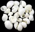 White Nautica Shells measuring less than 1" Sold Each  60526