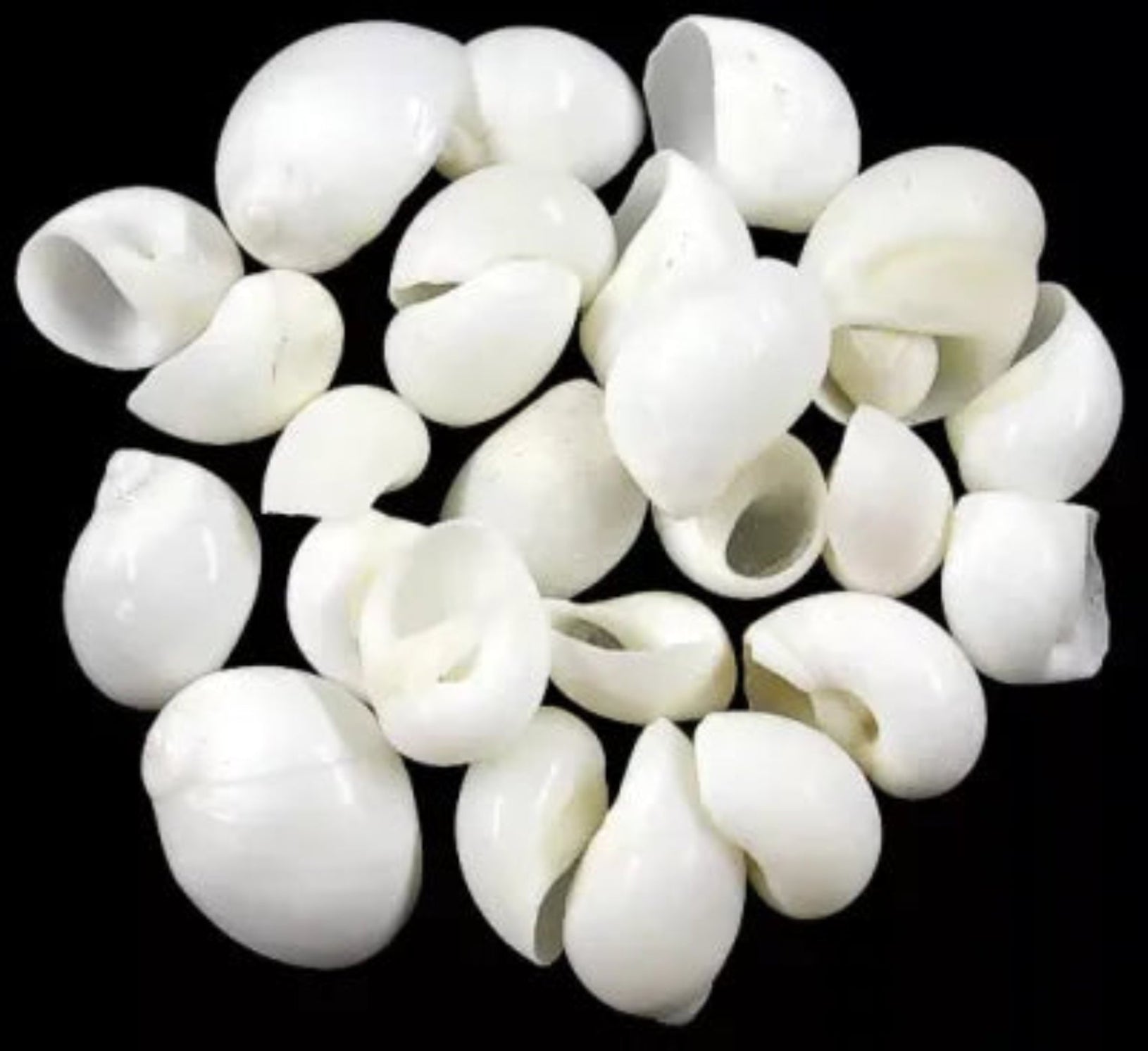 White Nautica Shells measuring less than 1" Sold Each  60526