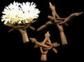 Wooden Display Stands measuring 10 inches sold each      40126