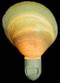 Yellow Cockle Shell Hand Crafted Nitelite measuring 4" Sold Each  61326