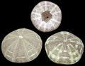 Alfonso Sea Urchins measuring 3 to 4" Sold Each  61126