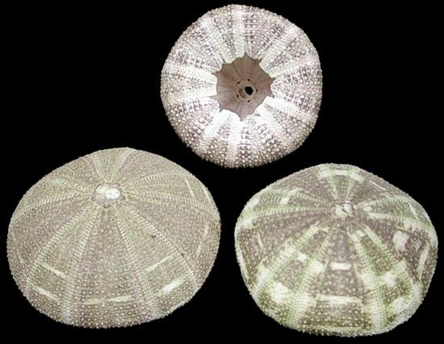 Alfonso Sea Urchins measuring 3 to 4" Sold Each  61126