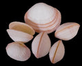 Cockle (American) 1 1/2 to 2" Pairs Sold Each ####