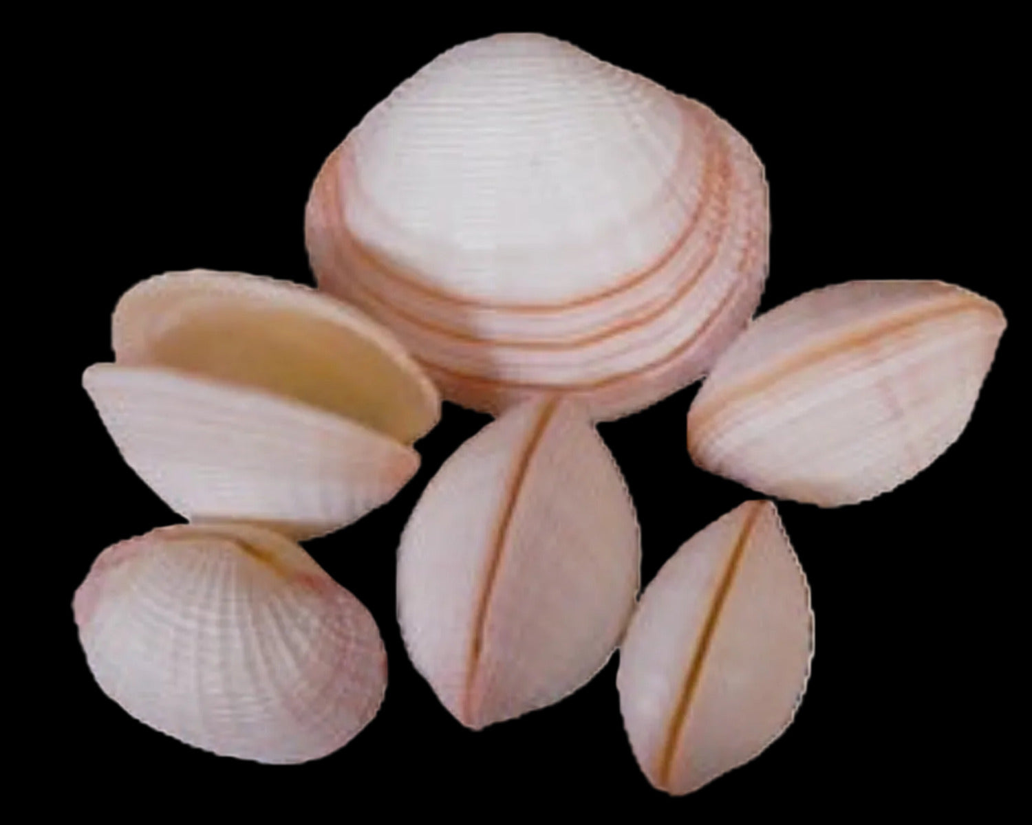 Cockle (American) 1 1/2 to 2" Pairs Sold Each ####
