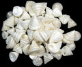 Among Pong Pearl 3/8 to 1"  Shell Sold Each  ####
