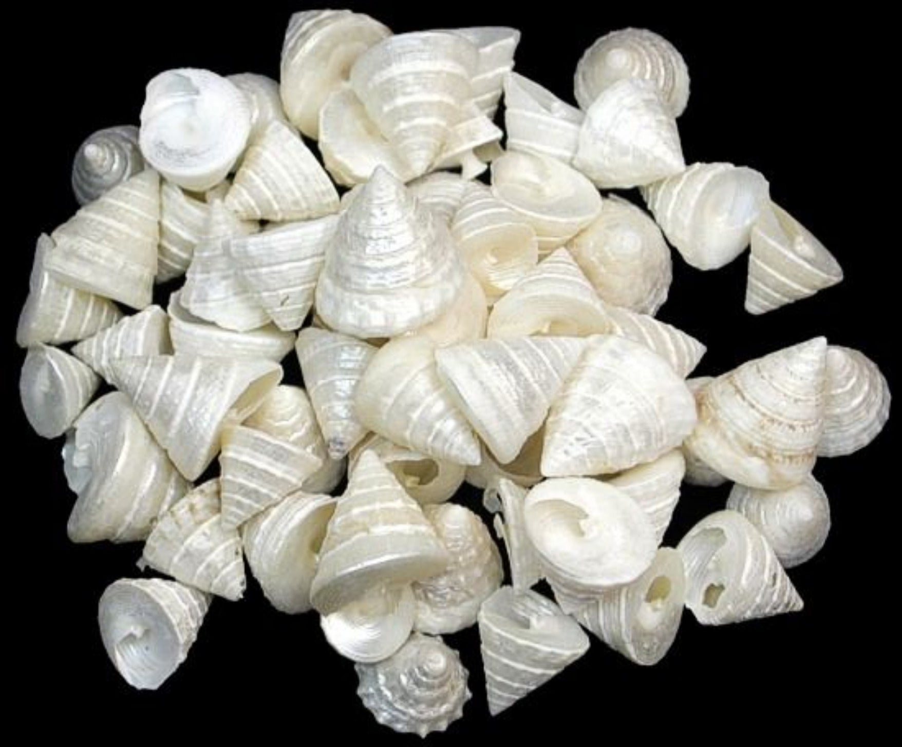 Among Pong Pearl 3/8 to 1"  Shell Sold Each  ####