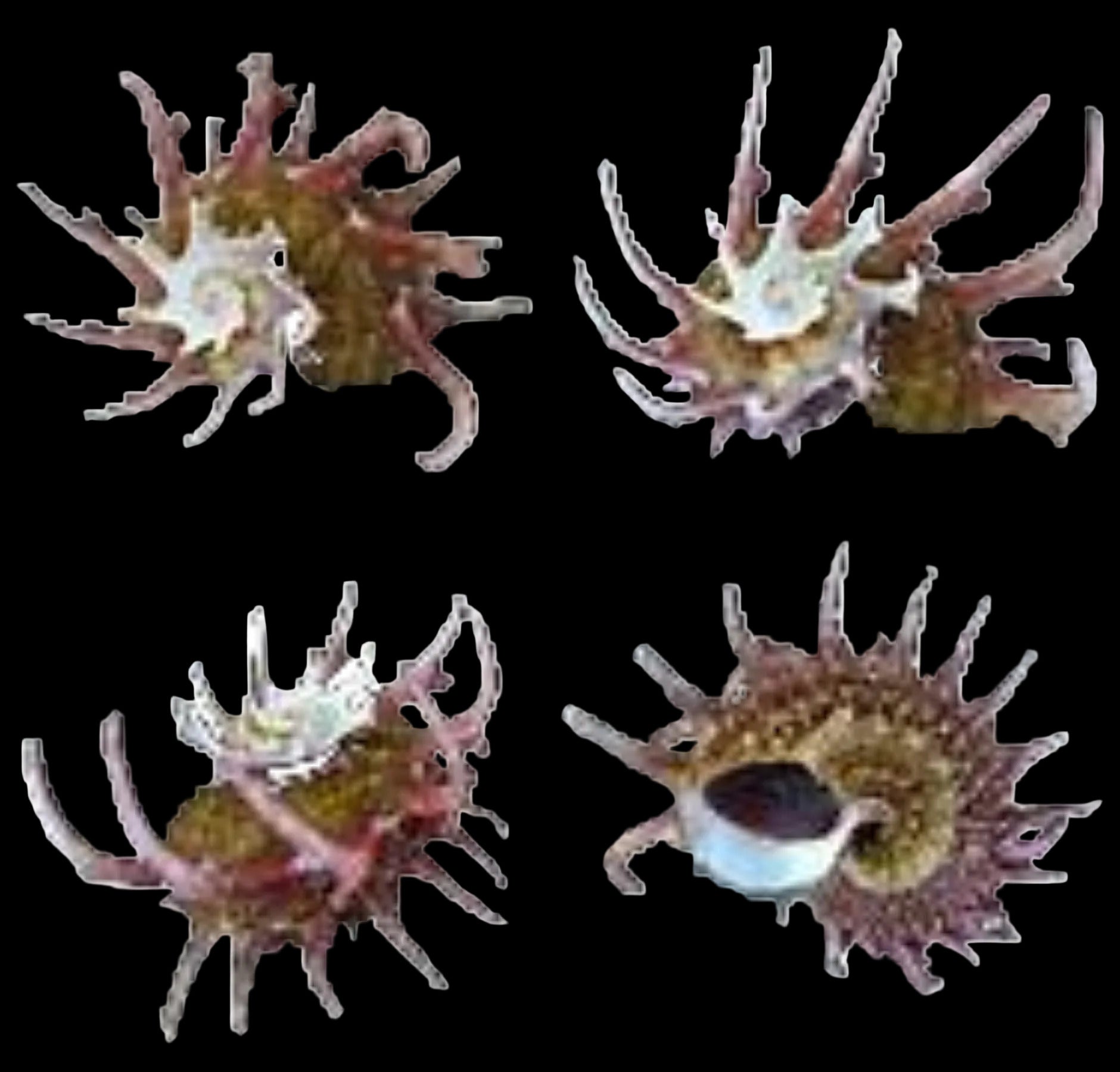 Delphinula Angaria 2" Shell Sold Each ####