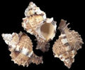 Apple Murex Shells measuring  2 to 2 1/2"  Sold Each     42026