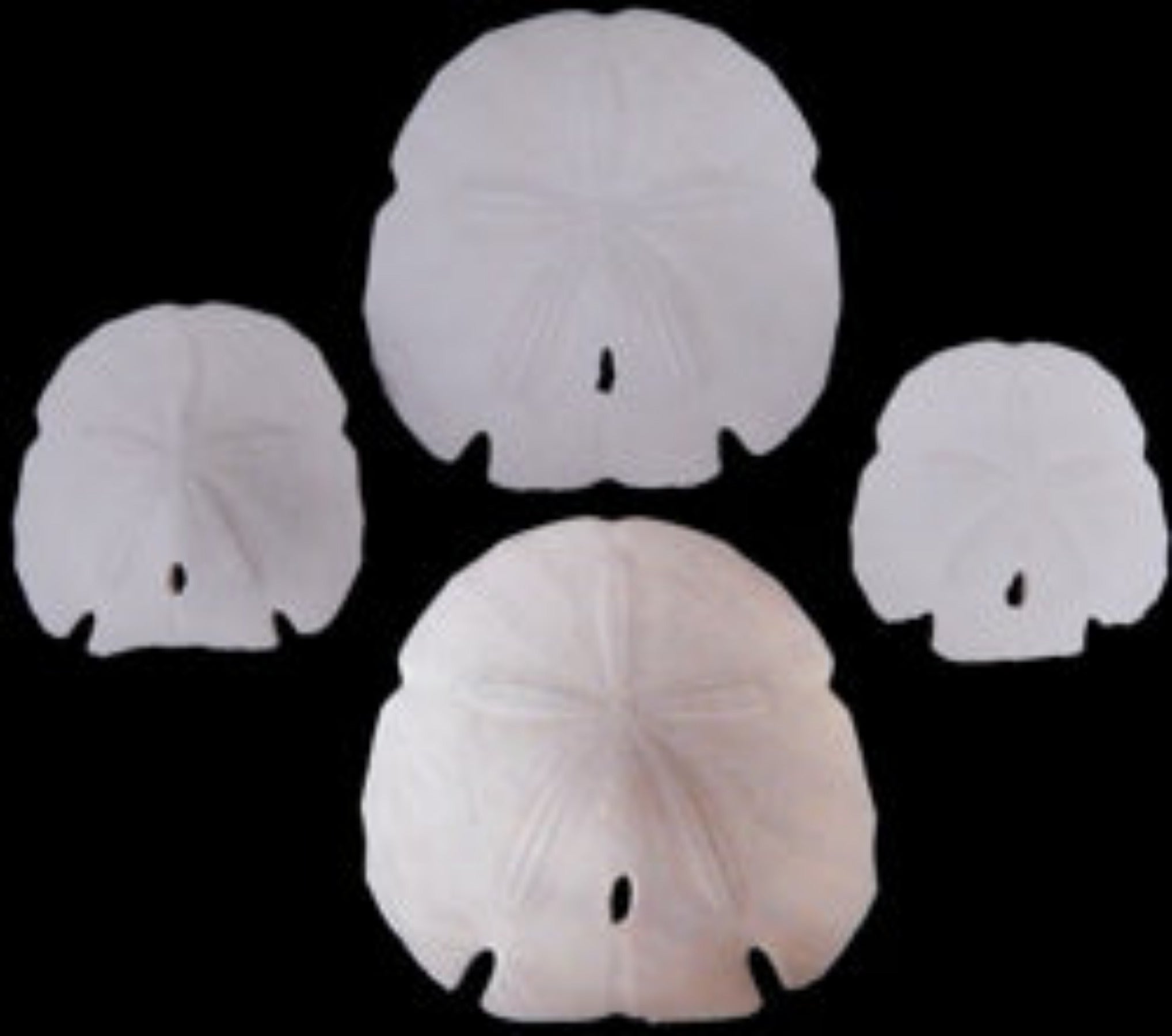 Arrowhead Sand Dollars 4 to 4 1/2" sold each   ####