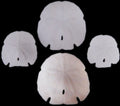 Arrowhead Sand Dollars 3 1/2 to 4" Sold Each   ####