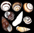 Assorted Land Snail Shells - 1 to 2" Sold Each    70526