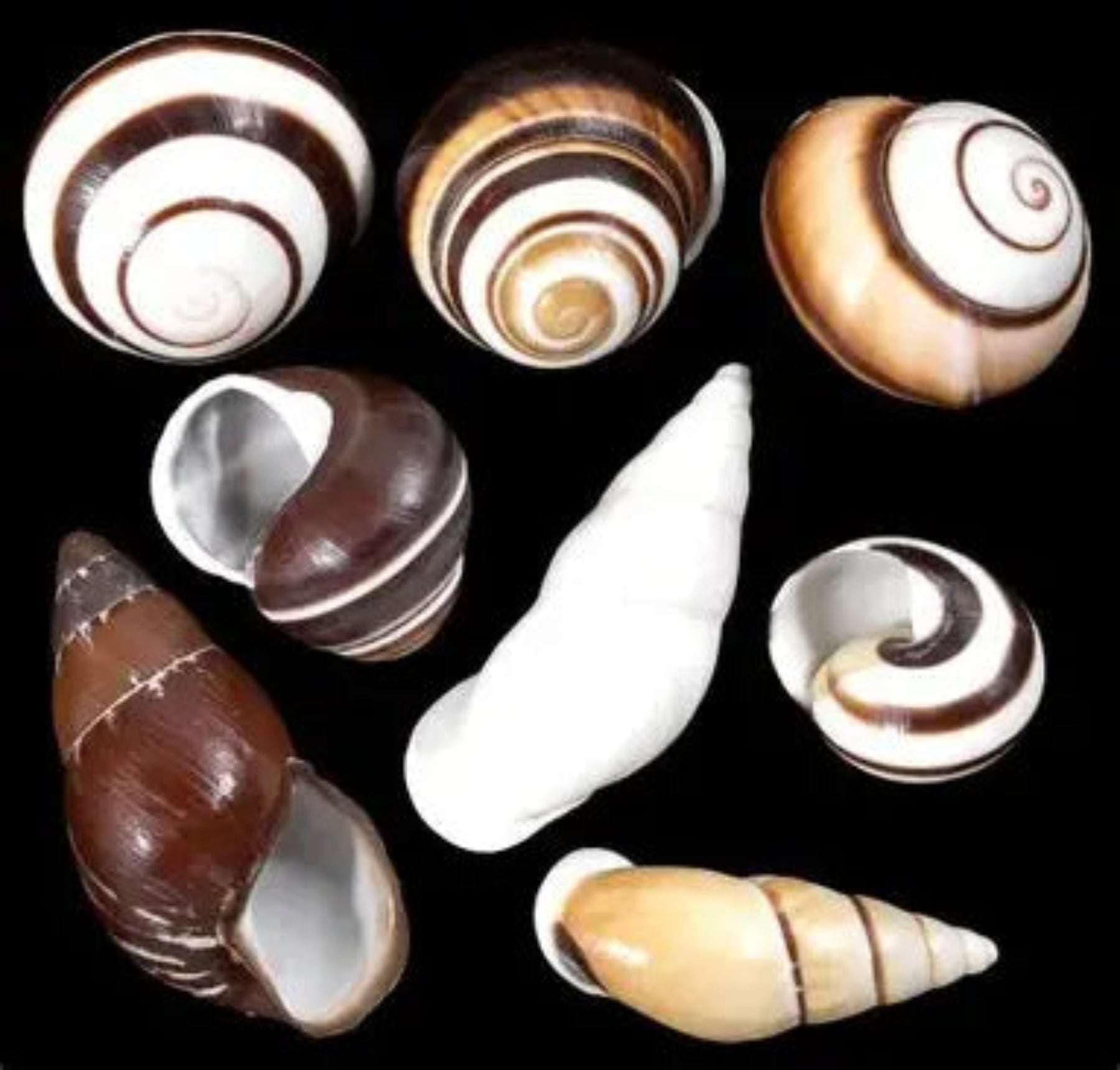 Assorted Land Snail Shells - 1 to 2" Sold Each    70526