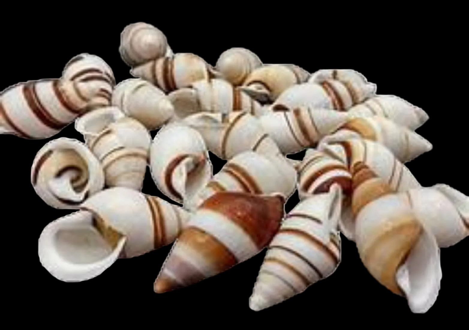 Snail (Land) Assorted 1 to 2" Shell, Sold Each  ####
