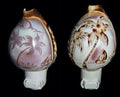 Hand Carved Assorted Ocean Scene Shell Nitelite measuring 4" Sold Each  61326