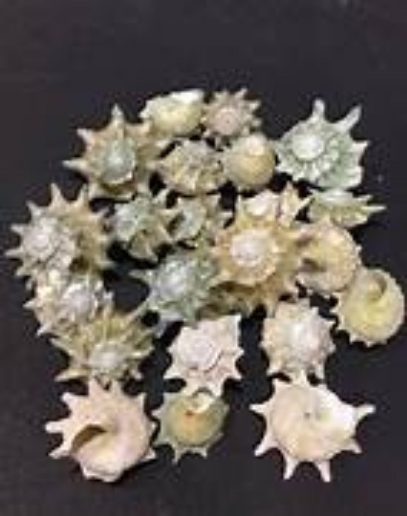 Astrea Calcar shells Approximately 1/2 " Sold By 1/4 LBS   22426