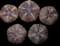 Astropyga Sea Urchins measuring approximately 5" Sold Each  61226