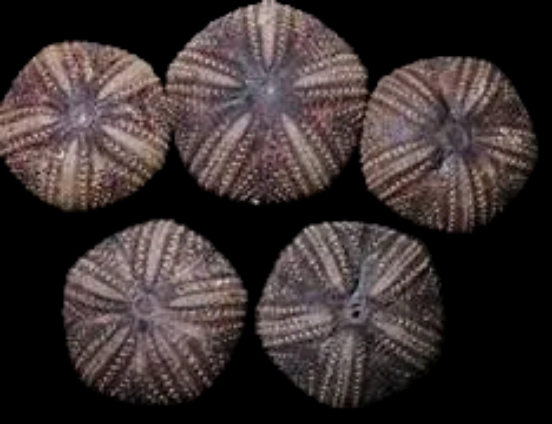 Astropyga Sea Urchins measuring approximately 5" Sold Each  61226