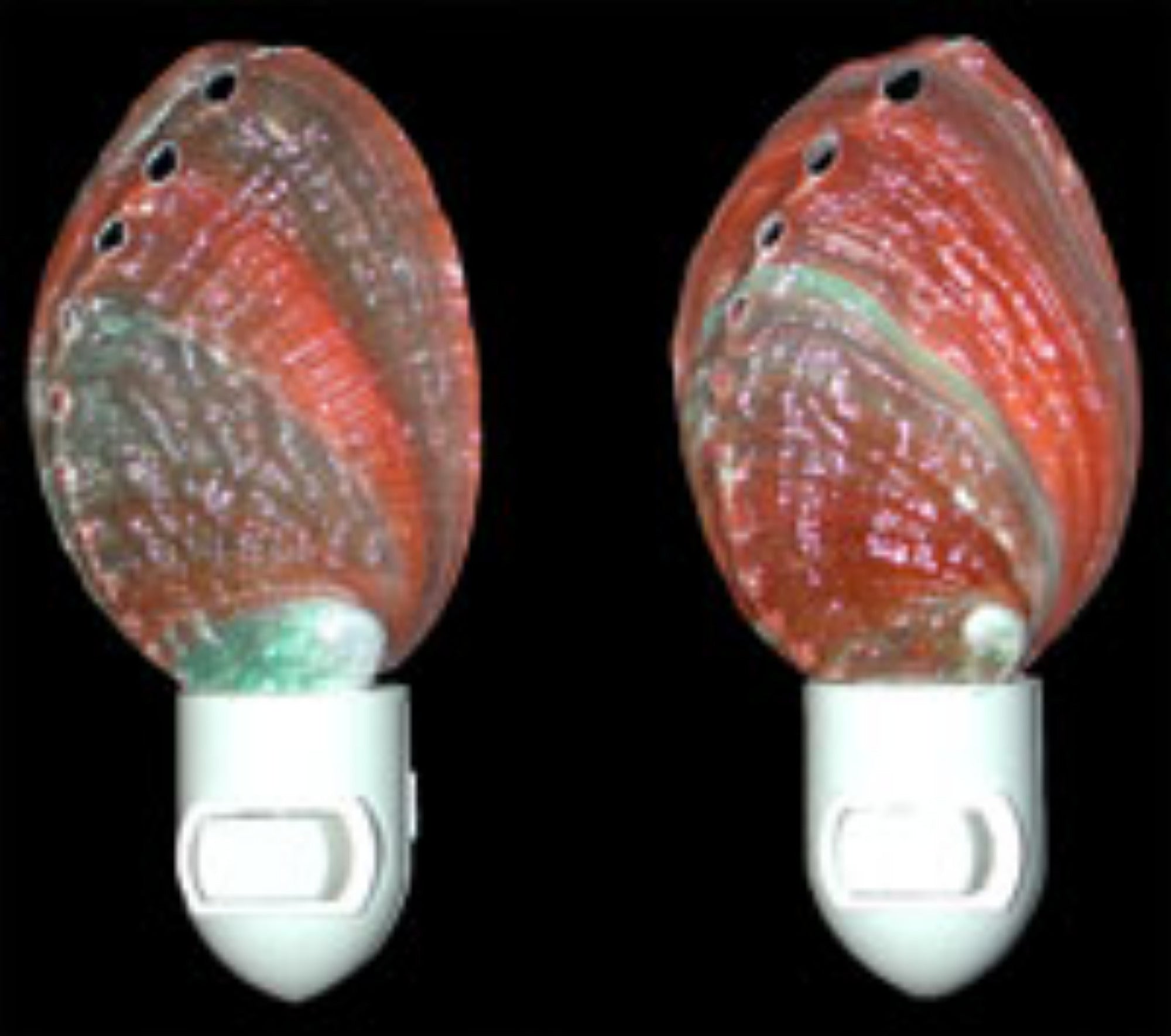 Nite Lite  Australia Abalone 4"  Sold Each