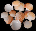 Baby Deep Scallop Half Shells measuring 1 1/2 to 2" Sold by the 1/4 pound  50726