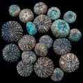 Baby Deep Water Sea Urchins 2"  SOLD OUT   61126