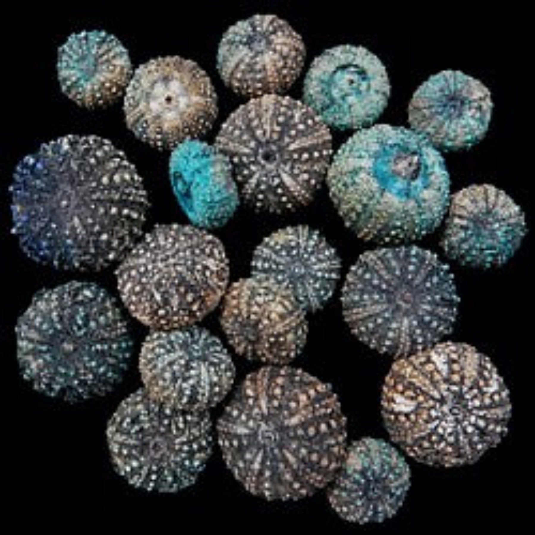 Baby Deep Water Sea Urchins 2"  SOLD OUT   61126