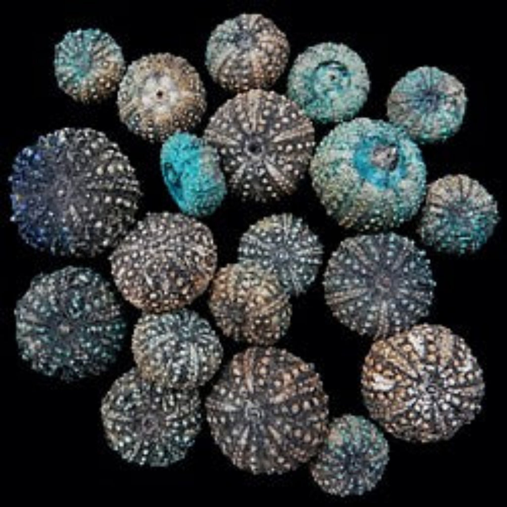 SEA URCHIN KNOWLEDGE BASE   51126