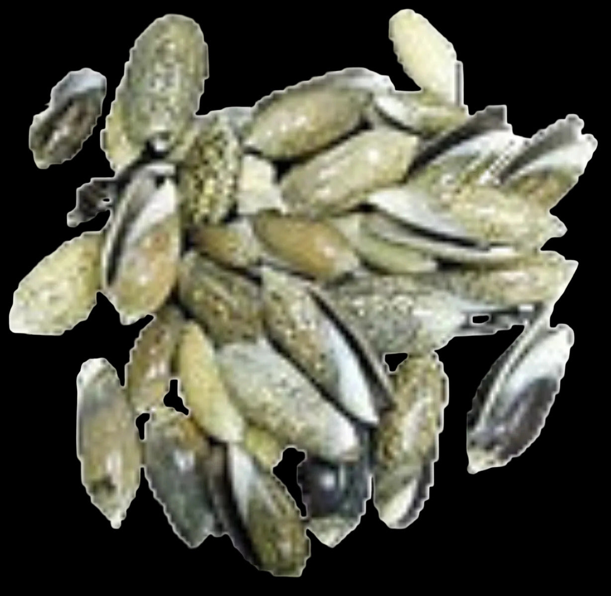 Olive (Baby) 1/2 to 1 1/4" Shells Sold By The 1/4 LBS ####