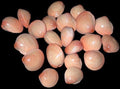 Clam Baby Pink 1 to 1.5" Pairs  Sold Each  #####