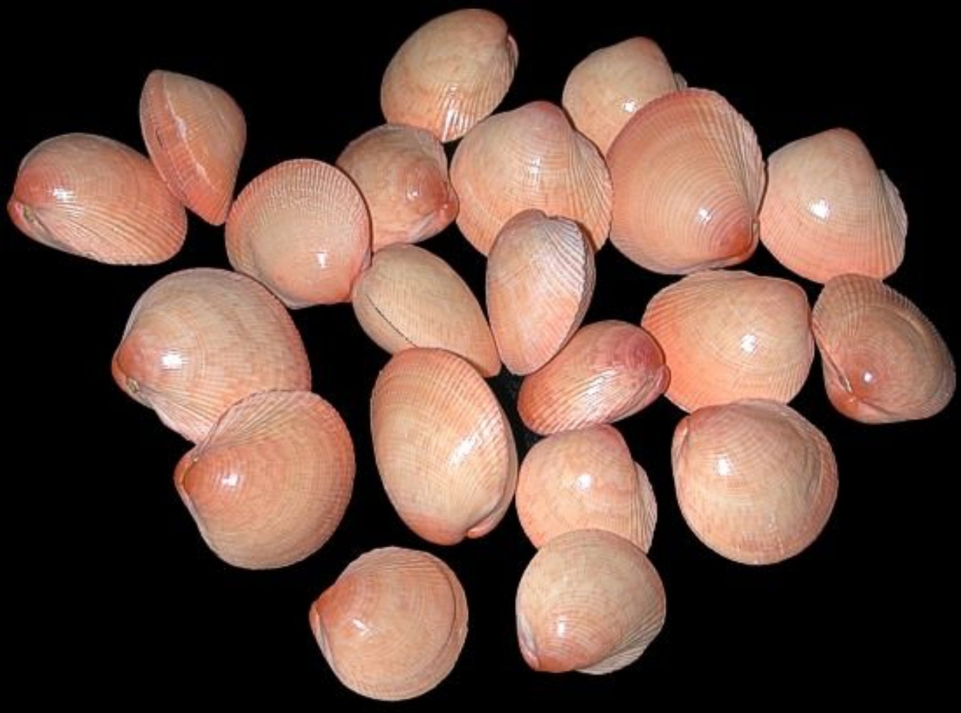 Clam Baby Pink 1 to 1.5" Pairs  Sold Each  #####