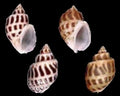 Babylonia Areolata 1 to 1 1/2" Shell, Sold Each ####