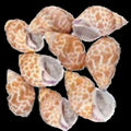 Babylonia Japonica Shell 1 to 2", Sold Each ####