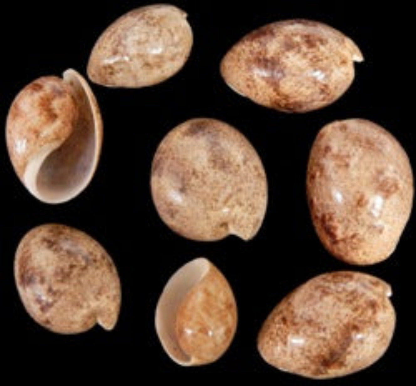 Bailer Melon 1 1/2 to 2"  Shells Sold each ####