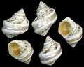 Turbo Gold Mouth Polished Banded 2" Shell Sold Each ####