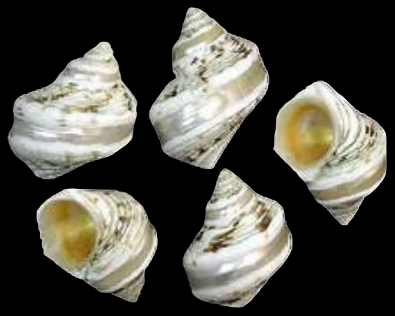 Turbo Gold Mouth Polished Banded 2" Shell Sold Each ####