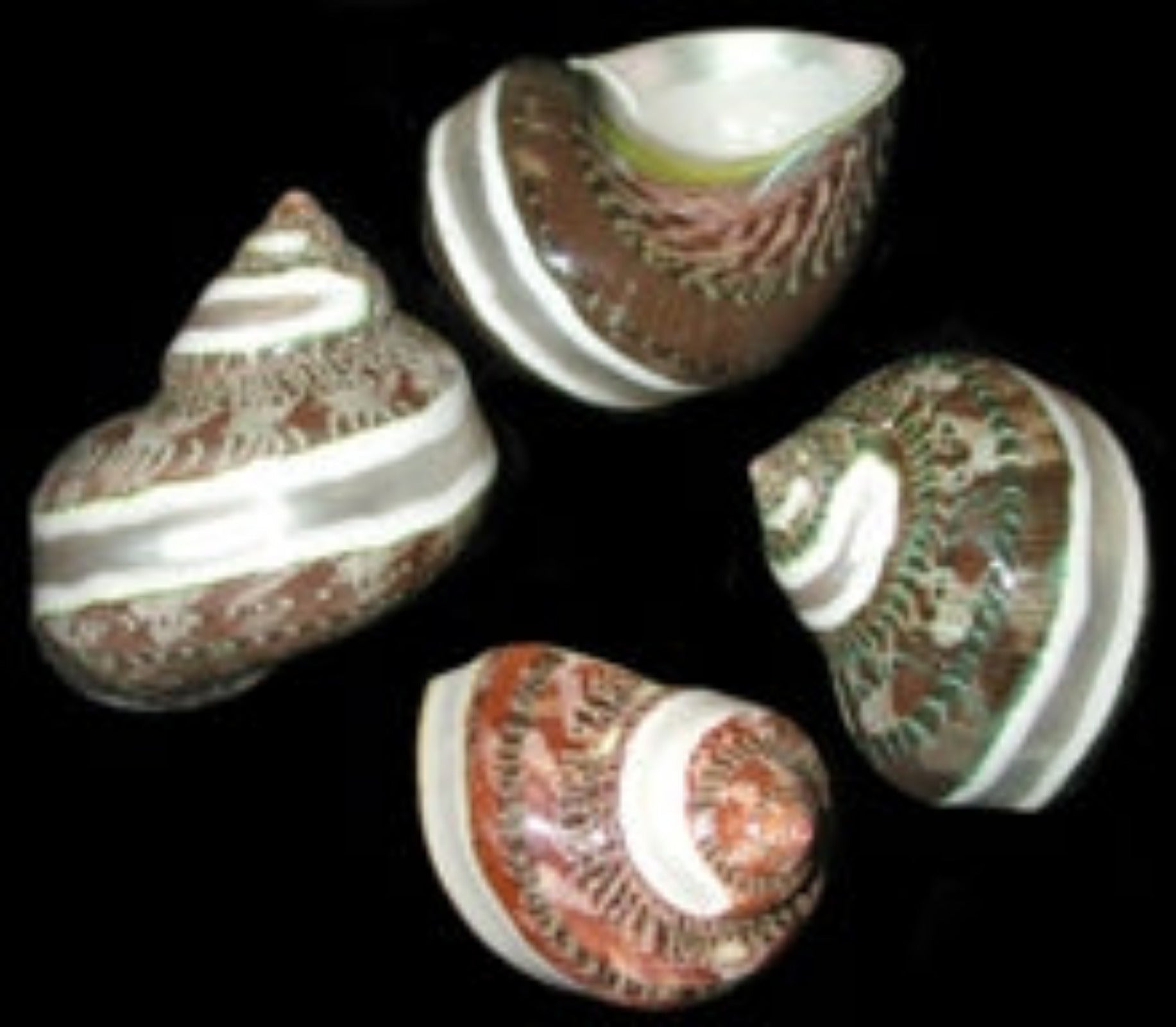 Banded Polished Pentholatis Shells measuring approximately 2"  Sold Each  60726