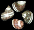 Banded Polished Pentholatus Shells measuring at least  2 1/2" Sold each   60726