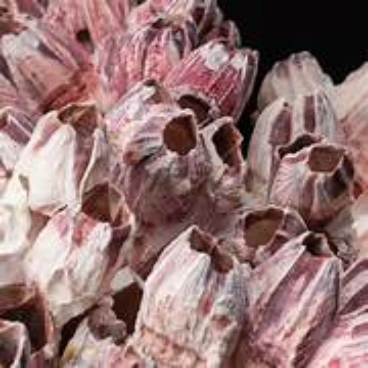 barnacle   cluster at least 12 inches