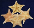 Bat Starfish  3 1/2 to 6"  Sold Each   61626