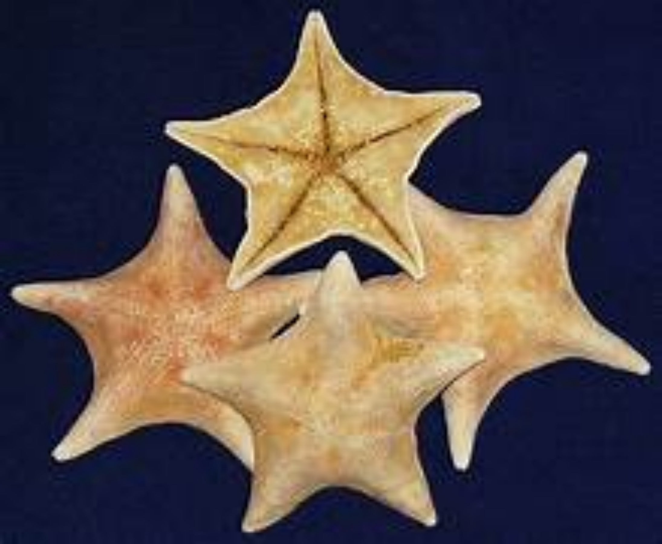 Bat Starfish  3 1/2 to 6"  Sold Each   61626