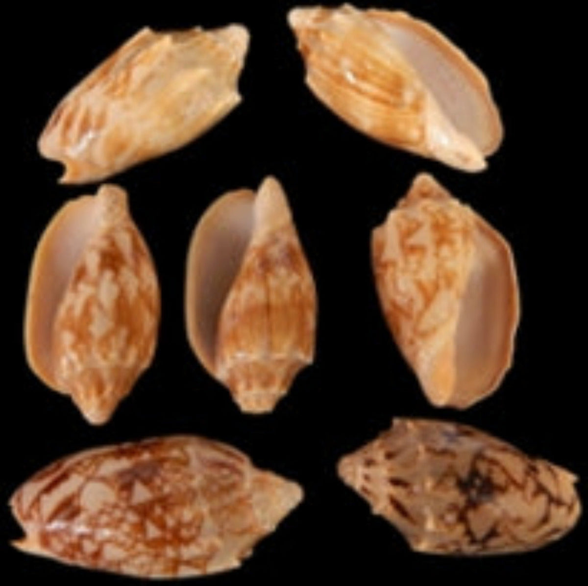 Bat Sea Shell VOLUTE SHELLS – shells-from-the-dawn-of-aquarius
